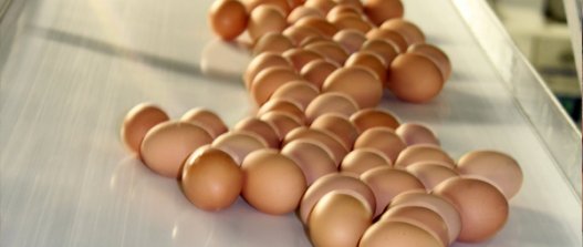 Eier auf Fließband